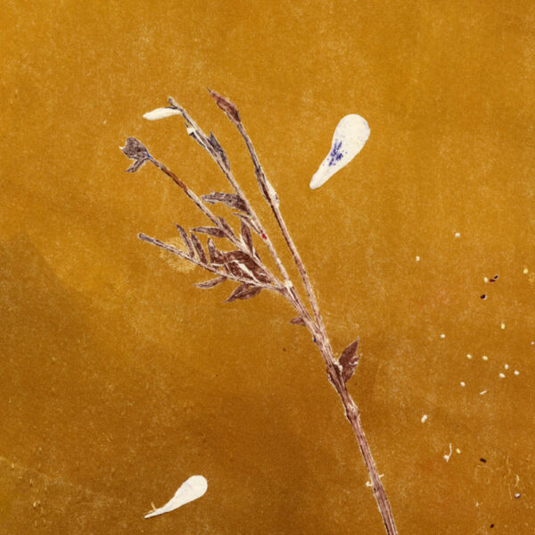 HOMAGE TO NATURE IV (unframed) - Image 2